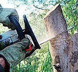 Best Tree Disease Treatment  in Rutledge, TN
