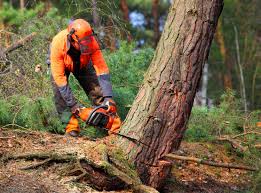 Best Tree Cabling and Bracing  in Rutledge, TN
