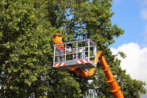 Best Tree Health Inspection  in Rutledge, TN