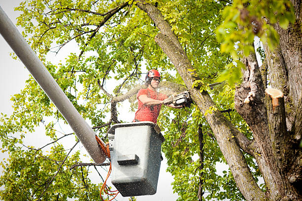 How Our Tree Care Process Works  in  Rutledge, TN