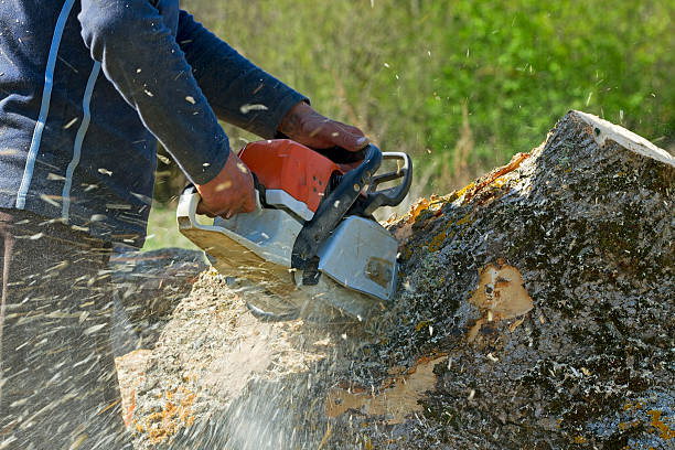 Best Leaf Removal  in Rutledge, TN