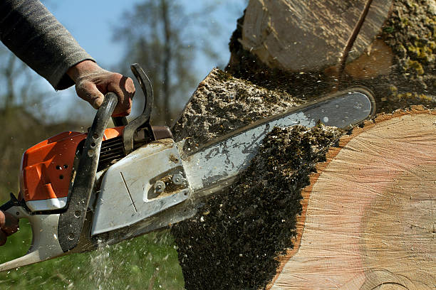 Best Arborist Consultation Services  in Rutledge, TN