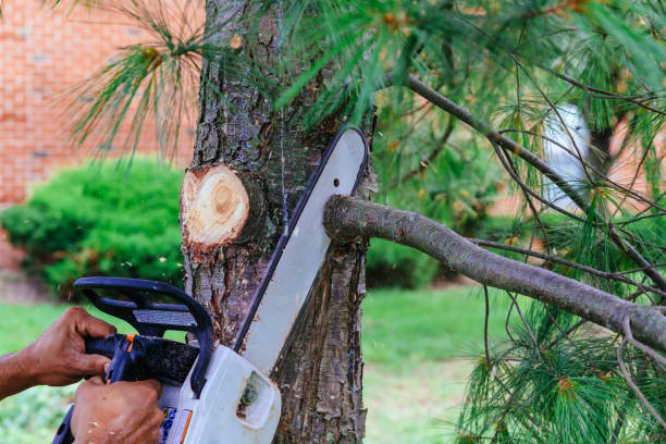 Best Commercial Tree Services  in Rutledge, TN